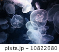 ミズクラゲ 10822680