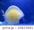 クラゲ 10822681