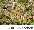 つくし 10822686