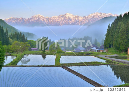 青田の向うに白馬連山 10822841