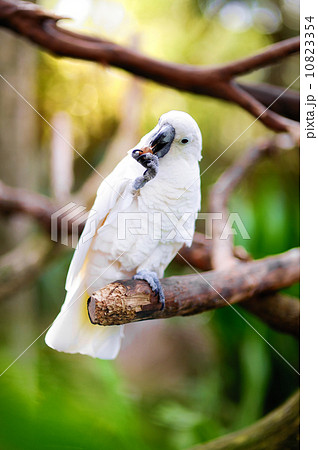 White cockatoo parrot on a branch White cockatoo parrot on a branch 10823354
