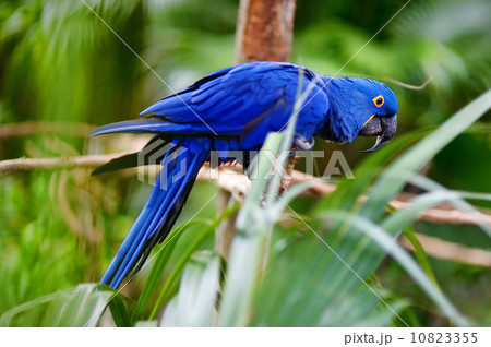Blue macaw parrot on a branch Blue macaw parrot on a branch 10823355