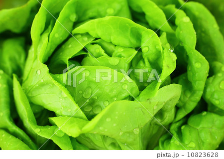 Hydroponics Vegetable Hydroponics Vegetable 10823628