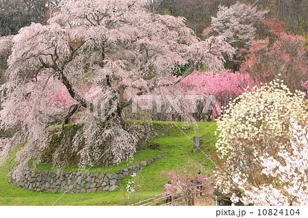 又兵衛桜 10824104