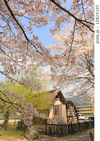 水車と桜 10824105