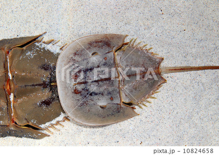 カブトガニ 10824658