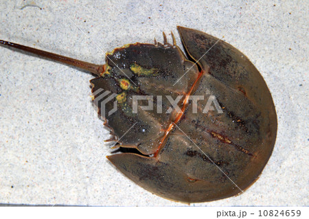 カブトガニ 10824659