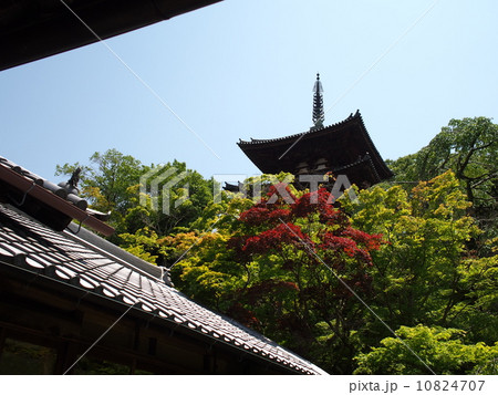 當麻寺 香藕園より望む東塔 當麻寺 香藕園より望む東塔 10824707