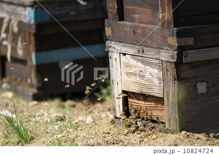 ミツバチと養蜂箱 10824724