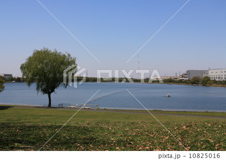 久喜菖蒲公園の風景 10825016