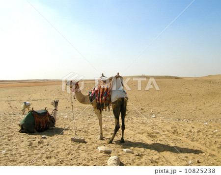 エジプト風景 エジプト風景 10825238