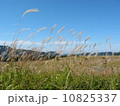 すすき 10825337
