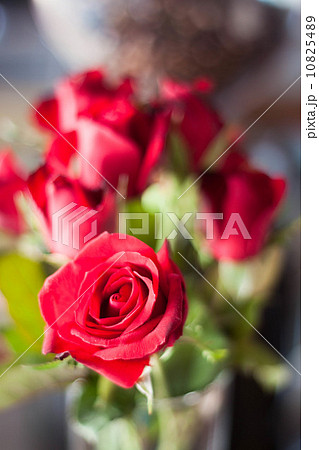 Beautiful fresh red roses 10825489