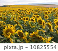 ひまわり 10825554