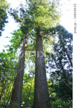 初夏の日光杉並木街道 初夏の日光杉並木街道 10826010