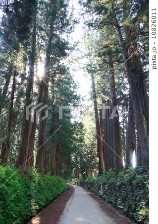 初夏の日光杉並木街道 10826011