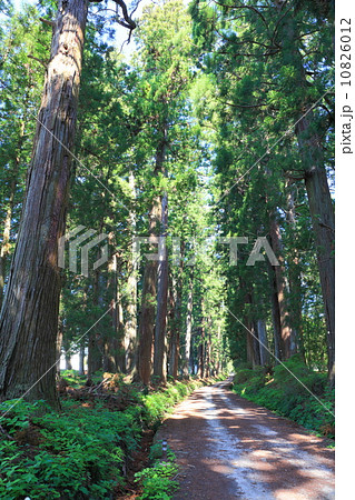初夏の日光杉並木街道 初夏の日光杉並木街道 10826012