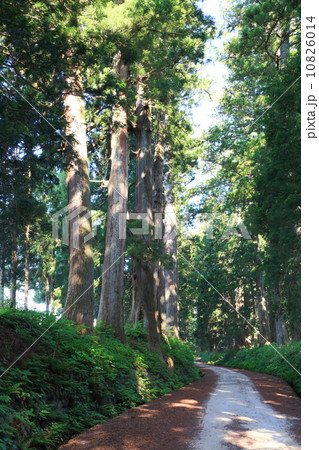 初夏の日光杉並木街道 10826014