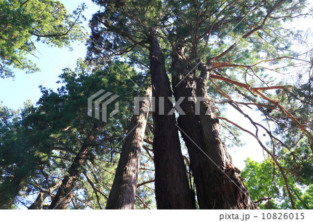 初夏の日光杉並木街道 初夏の日光杉並木街道 10826015