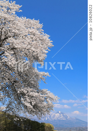 神指城跡の桜と磐梯山 神指城跡の桜と磐梯山 10826022