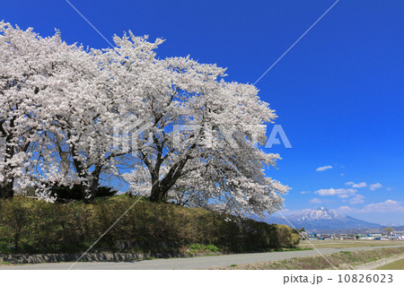 神指城跡の桜と磐梯山 神指城跡の桜と磐梯山 10826023