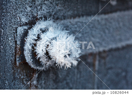 Hoarfrost crystals on gate bolt Hoarfrost crystals on gate bolt 10826044