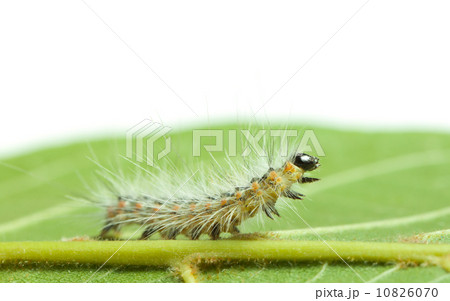 Shaggy caterpillar bend on green leaf 10826070
