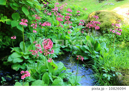 沢に咲くクリンソウ 10826094