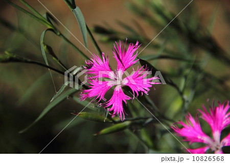 カワラナデシコ 10826568