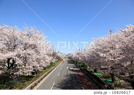 国立市 大学通りの桜並木 国立市 大学通りの桜並木 10826617