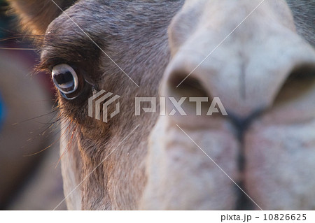 Camel closeup. 10826625