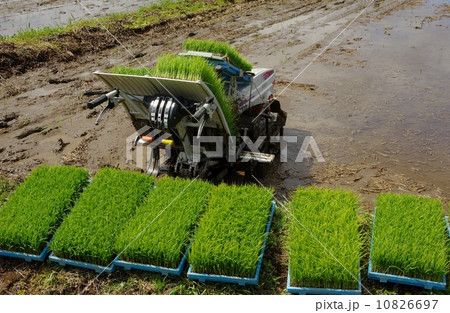 田植機と苗　 10826697