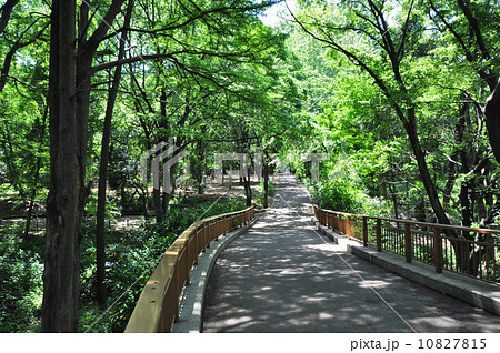 林試の森公園 林試の森公園 10827815