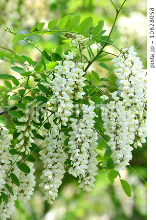 ハリエンジュ 10828058