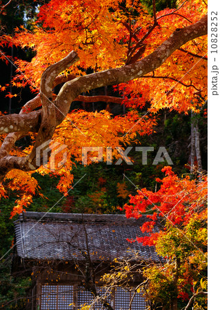 紅葉 紅葉 10828252