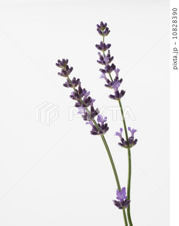 甘い香りのラベンダー 10828390