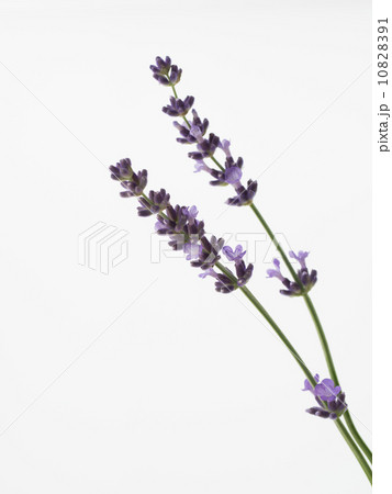 甘い香りのラベンダー 10828391
