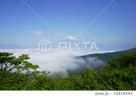5月 風景・富士山515新緑の箱根・国見峠展望 5月 風景・富士山515新緑の箱根・国見峠展望 10828484
