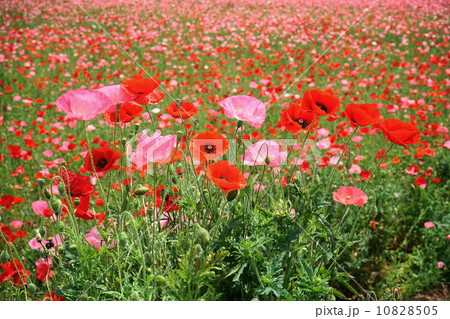 5月花　シャーレーポピー・ケシ科57 10828505