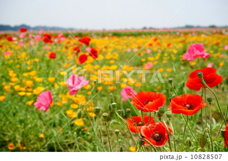 5月花　シャーレーポピー・ケシ科55 10828507