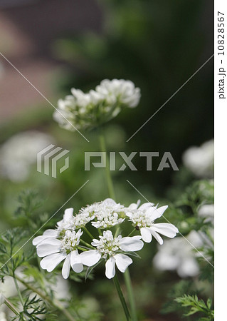 オルラヤ・ホワイトレース オルラヤ・ホワイトレース 10828567