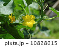 キュウリの花 10828615