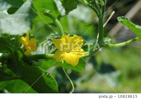 キュウリの花 10828615