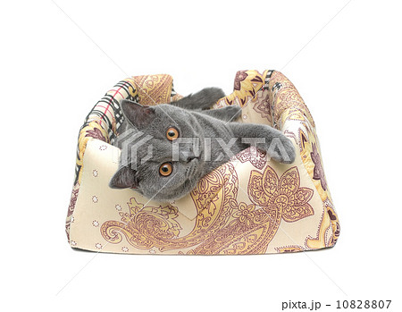 cat (Scottish Straight breed) on white background 10828807