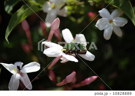 ジャスミンとアオハナムグリ ジャスミンとアオハナムグリ 10828889