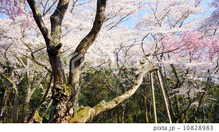 春の泉自然公園 日本桜名所百選 の写真素材 10