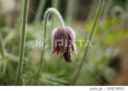 オキナグサ 翁草 Pulsatilla cernua オキナグサ 翁草 Pulsatilla cernua 10829682