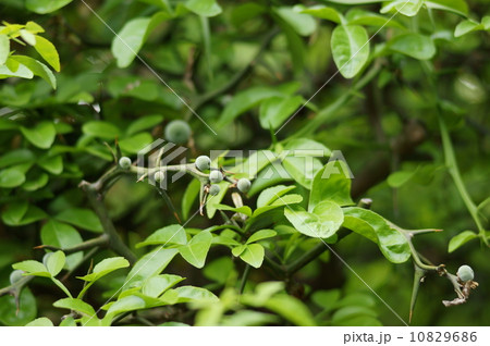 カラタチ　枳殻　枸橘　Citrus trifoliata L. 10829686