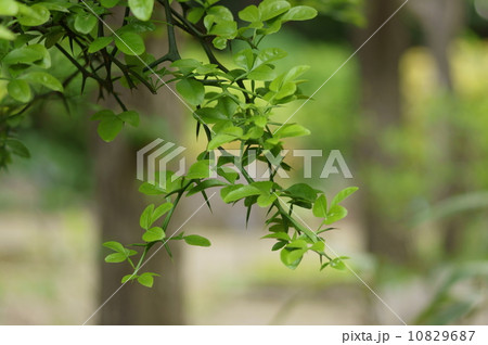 カラタチ　枳殻　枸橘　Citrus trifoliata L. 10829687