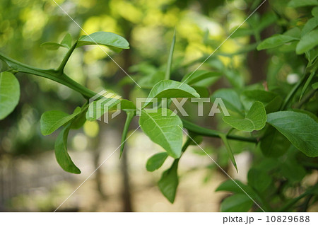 カラタチ　枳殻　枸橘　Citrus trifoliata L. 10829688